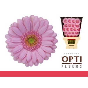 Germini Kimsey Diamond