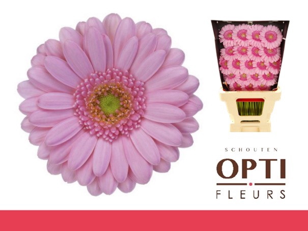 <h4>GE MI KIMSEY-Diamond*20</h4>