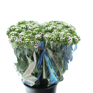 Di Barb Ball Red/ White Super