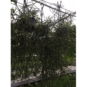 Rhipsalis   ...