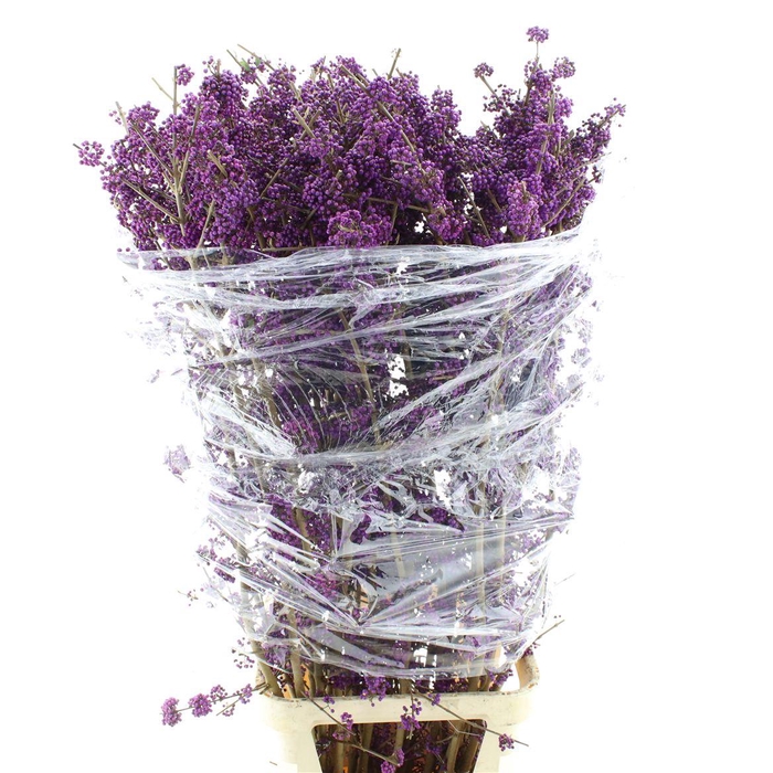 <h4>Callicarpa Bod Profu</h4>