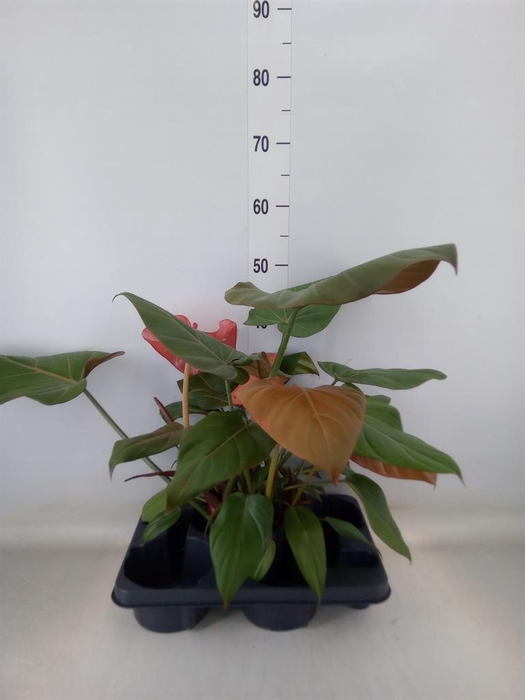 <h4>Philodendron   ...</h4>