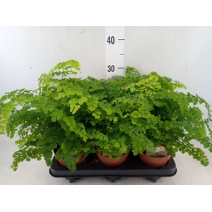 Adiantum raddi. 'Fritz-Luthi'