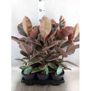 Ficus elastica 'Belize'