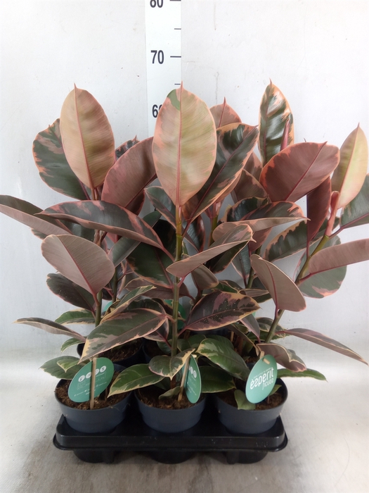 <h4>Ficus elastica 'Belize'</h4>