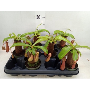 Nepenthes    ...