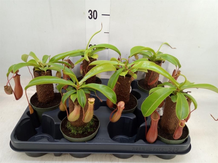 <h4>Nepenthes    ...</h4>
