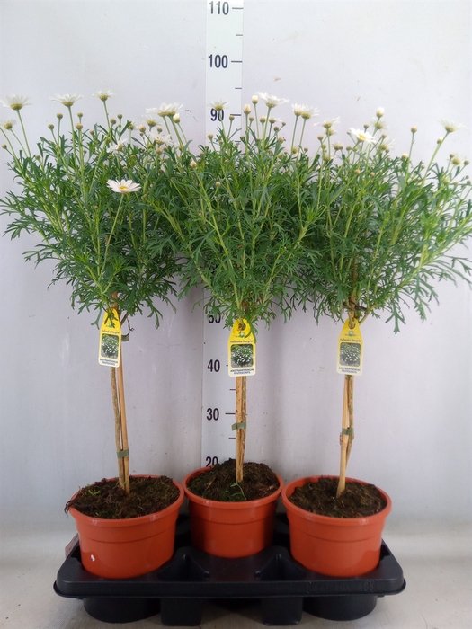 <h4>Argyranthemum   ...</h4>