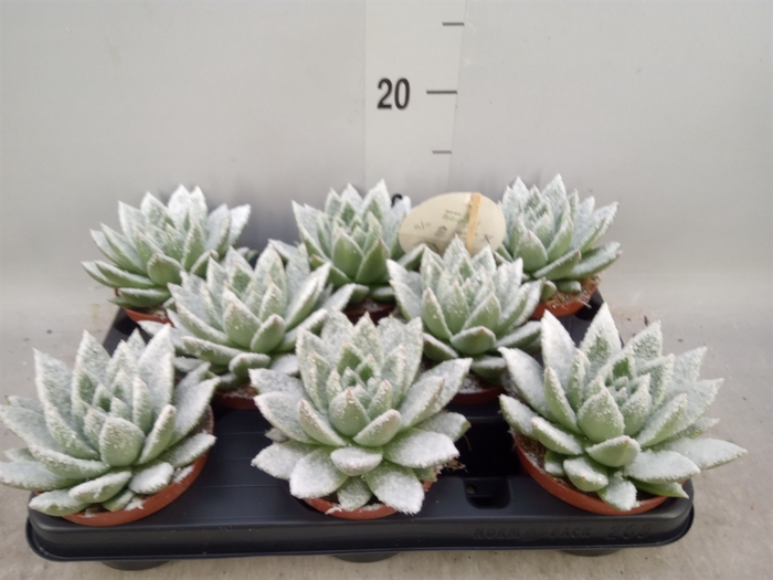 <h4>Echeveria  'Miranda'</h4>