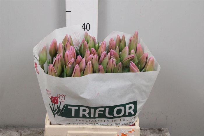 <h4>Tu En Dutch Lane</h4>