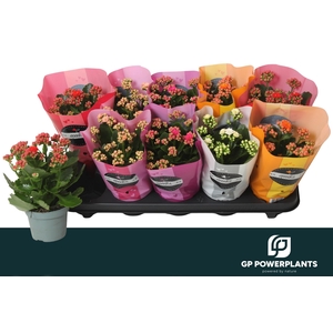 KAL GE PERF GEM 5 KL