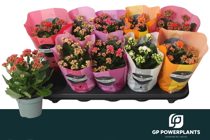 <h4>KAL GE PERF GEM 5 KL</h4>