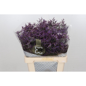 Limonium Safora Dark Blue