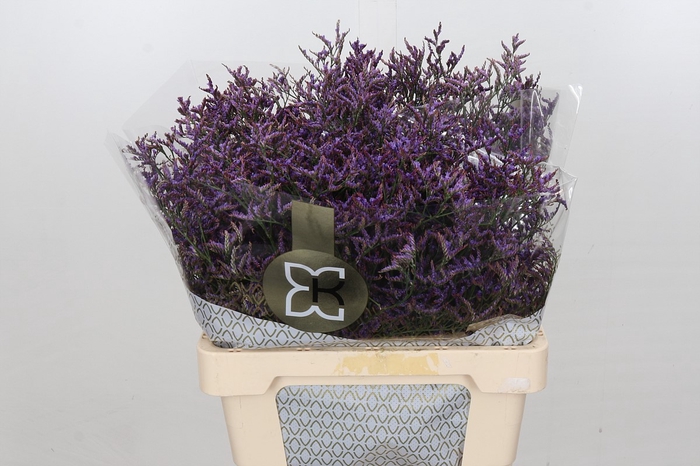 Limonium Safora Dark Blue