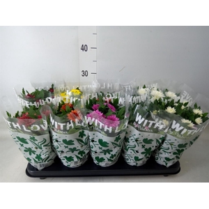 Chrysanthemum   ..mix 5