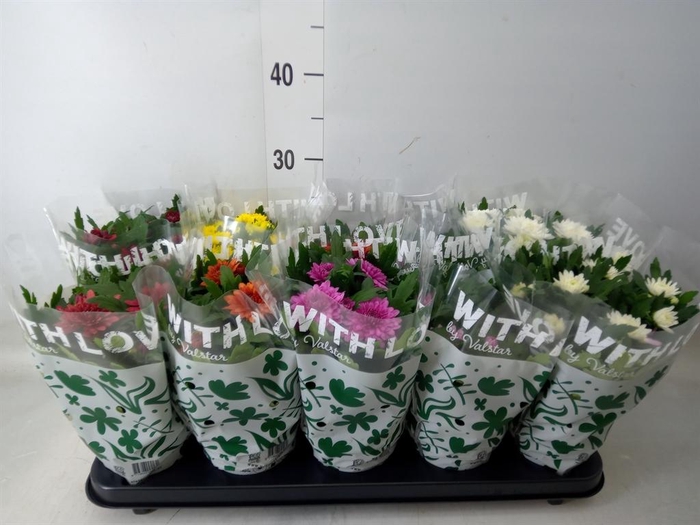 <h4>Chrysanthemum   ..mix 5</h4>