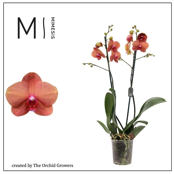 <h4>Mimesis Phal. Surf Song - 2 spike 12cm</h4>