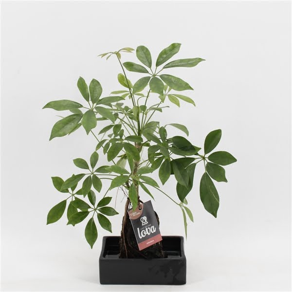 <h4>Lova Schefflera</h4>