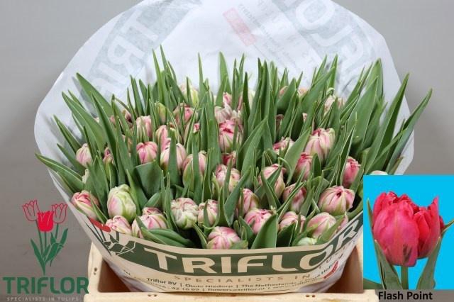 <h4>TU DU FLASH POINT</h4>