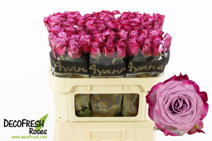 <h4>R Gr Deep purple</h4>