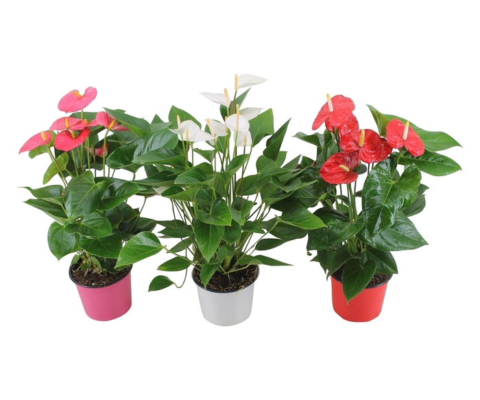 <h4>Anthurium  Jumbomix 17cm</h4>