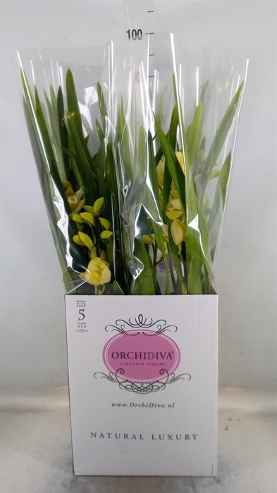 <h4>Cymbidium ...</h4>