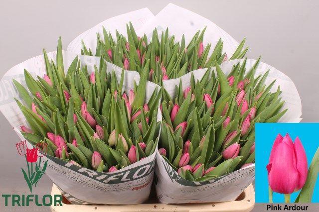 <h4>TU EN PINK ARDOUR</h4>