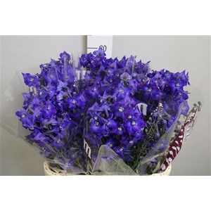 Delphinium EN 'Atlantis'