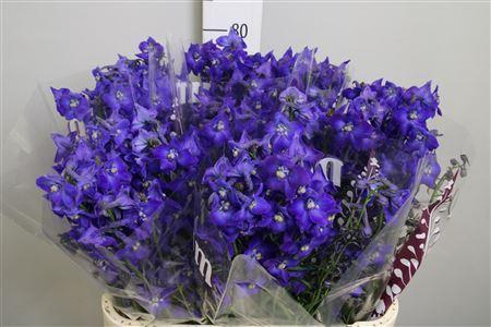 <h4>Delphinium EN 'Atlantis'</h4>
