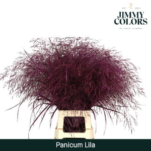 Panicum L90 Lila