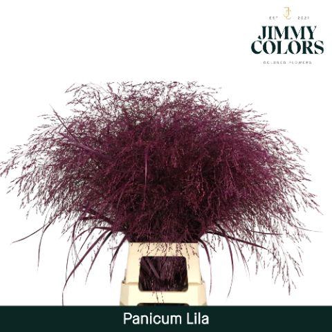 <h4>Panicum L90 Lila</h4>