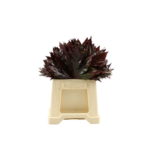 Aralia Rood 40cm Abs