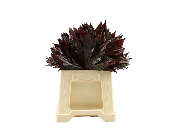<h4>Aralia Rood 40cm Abs</h4>