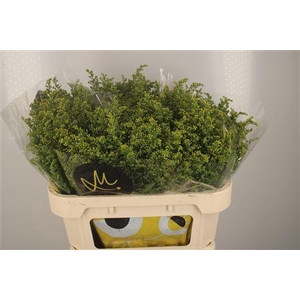 Solidago Carzan Glory