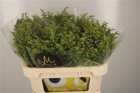 <h4>Solidago Carzan Glory</h4>