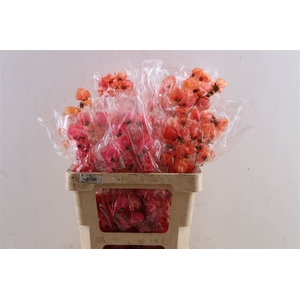 Dried Bougainvillea X5 55cm Orange Bunch