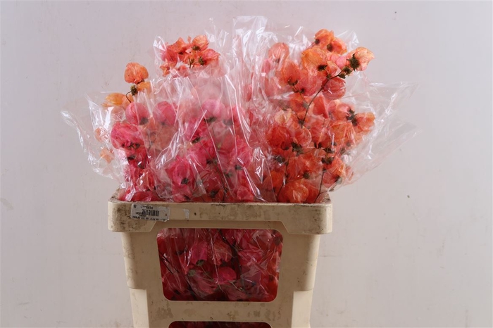 <h4>Dried Bougainvillea X5 55cm Orange Bunch</h4>