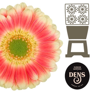 Germini Tompouce Diamond