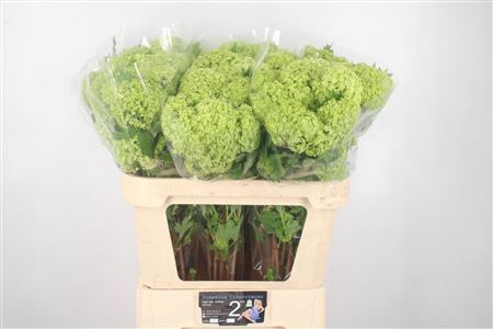 <h4>Viburnum Roseum St 2+ Extra</h4>