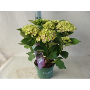 Hydrangea mac.