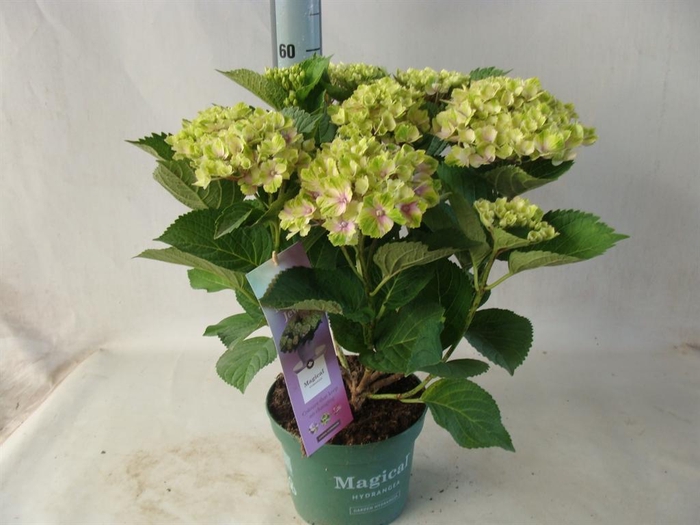 <h4>Hydrangea mac.</h4>