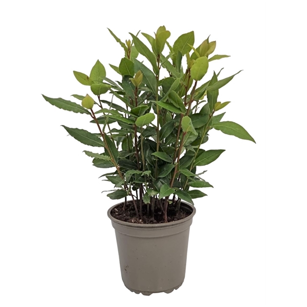 <h4>Laurus Nobilis Bush</h4>