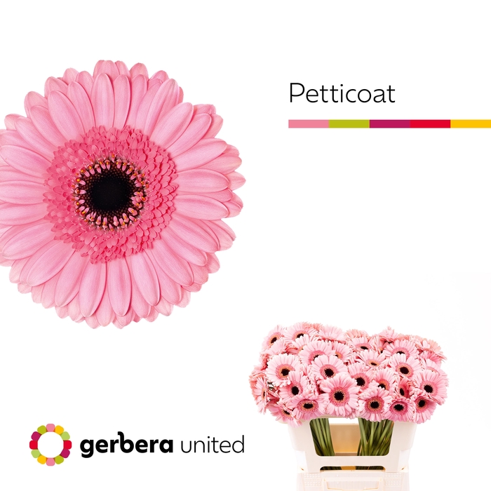 Germini Petticoat Water x60