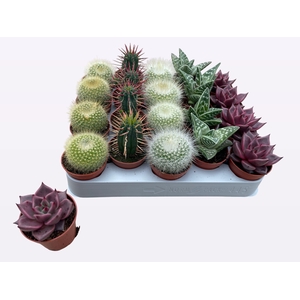 CACTUS + SUCCU GEM