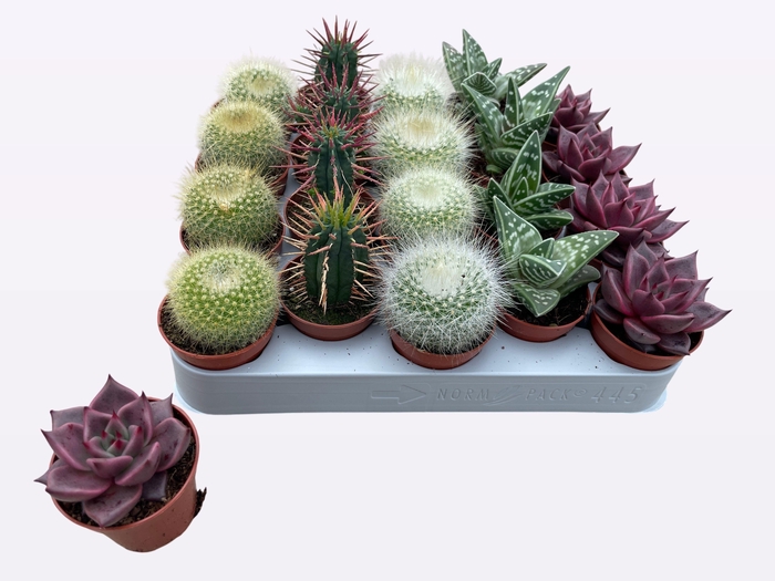 <h4>CACTUS + SUCCU GEM</h4>