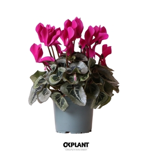 Cyclamen Rembrandt violet