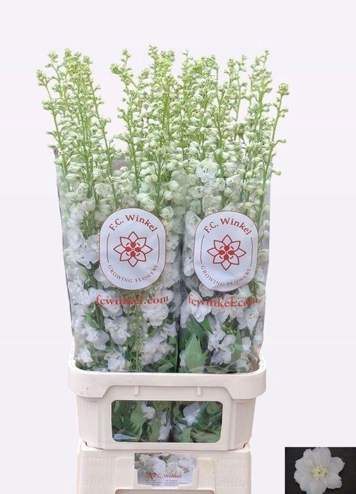 <h4>DELPH DU AURORA WHIT</h4>