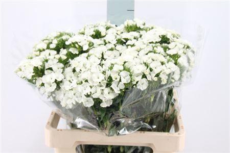 <h4>Di Barb Duke White 60 Cm</h4>