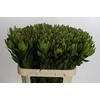 Leucadendron Goldstrike