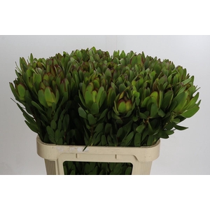 Leucadendron Goldstrike